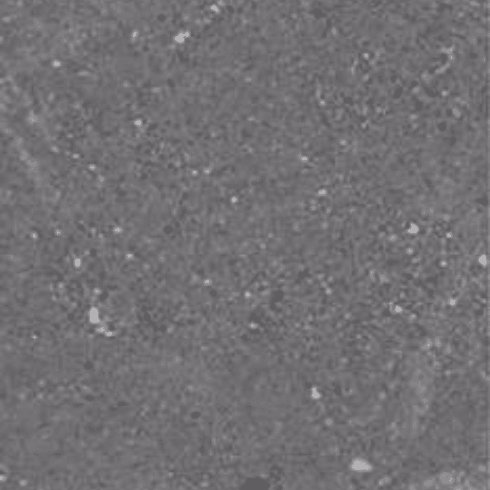 fossil galaxy stoneware 600 x 1200 mm