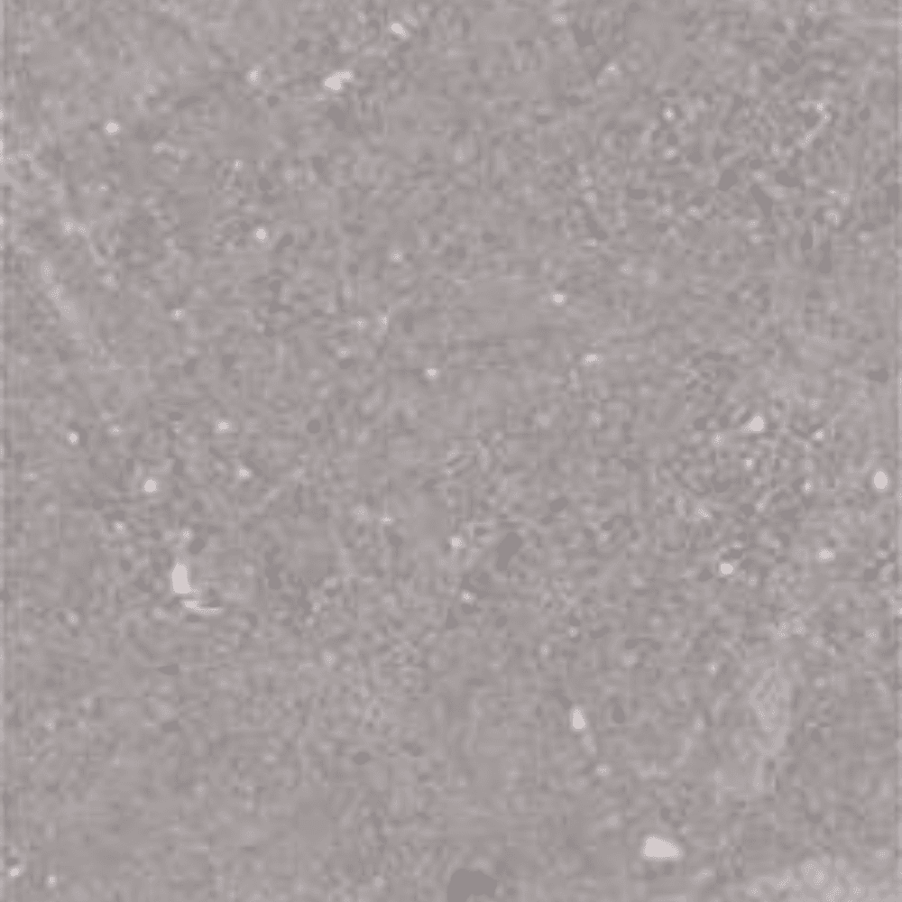 fossil grey stoneware 600 x 1200 mm